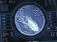 The Parasite